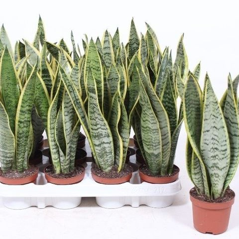 Sansevieria trifasciata