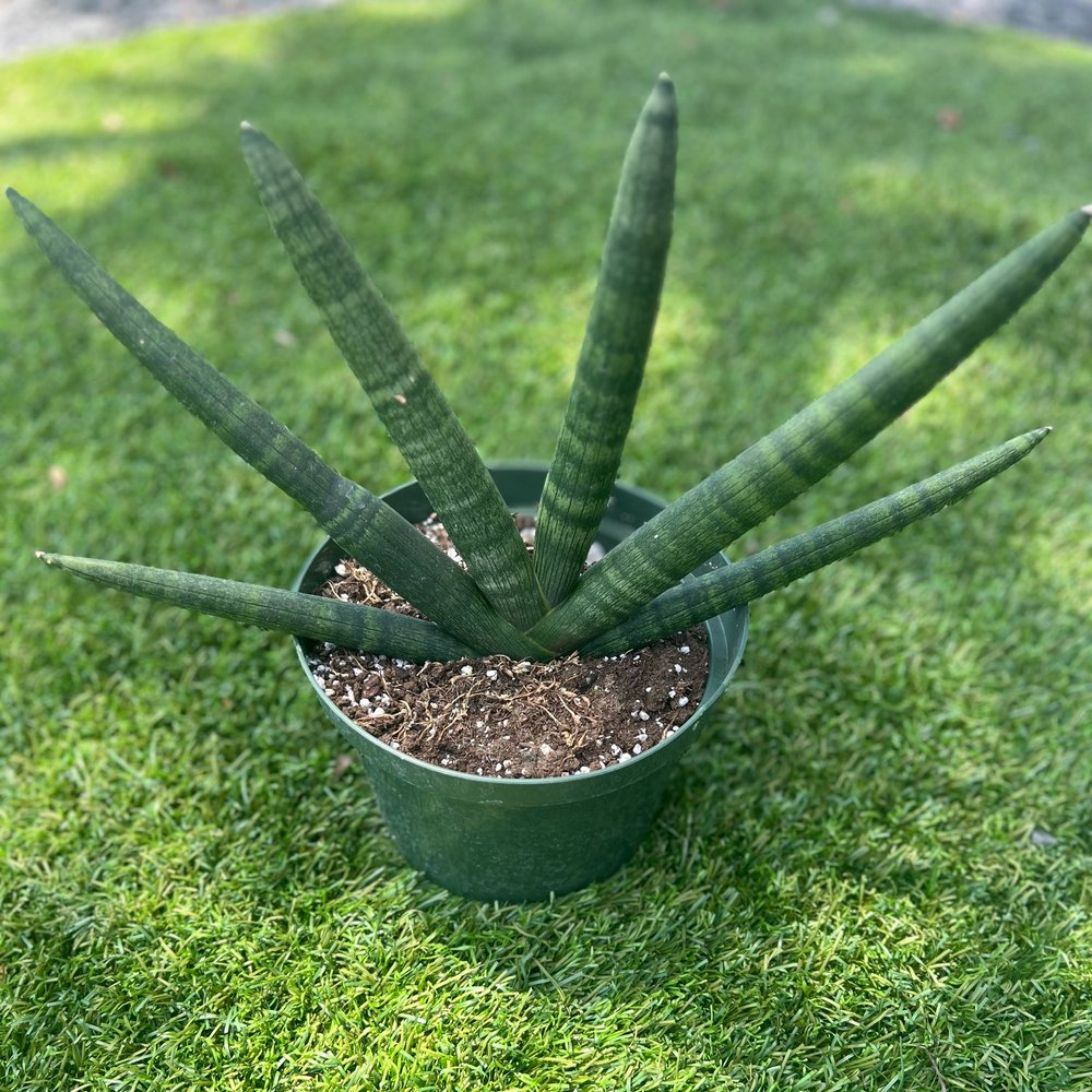 Sansevieria cylindrica