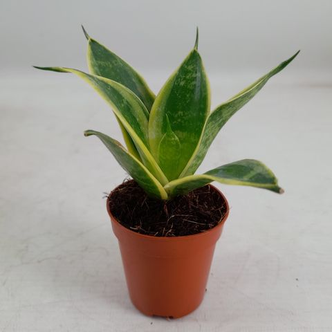 Sansevieria hahnii