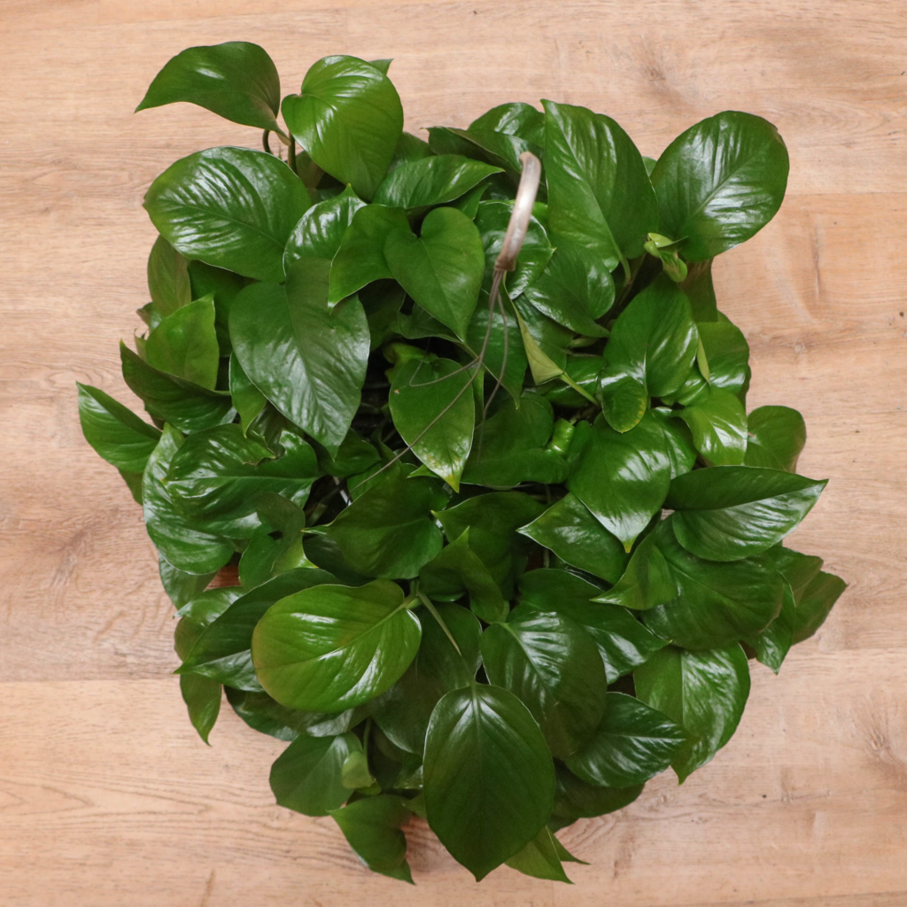 Jade Pothos