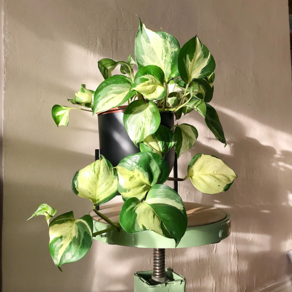 Manjula Pothos