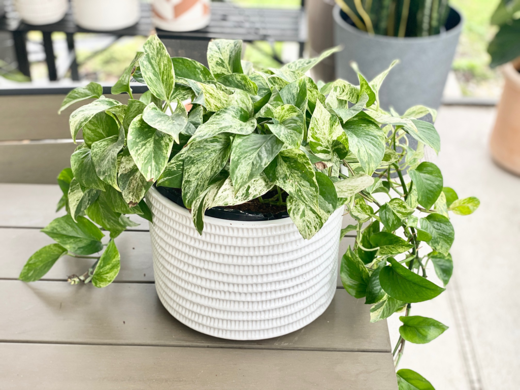 Marble Queen Pothos