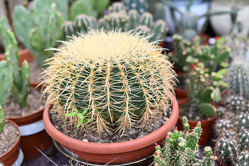 Echinocactus grusonii - Altın Kaktüs