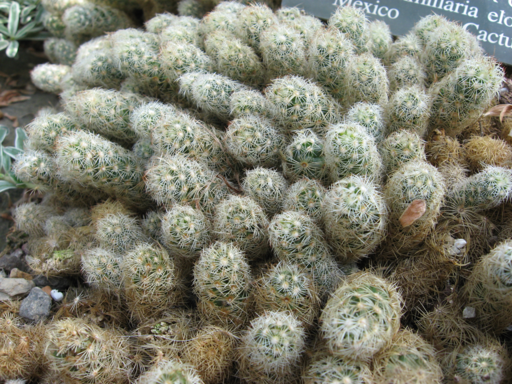 Mammillaria elongata