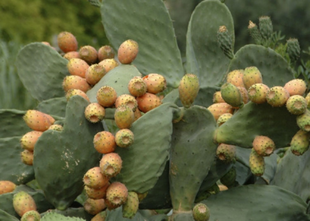 Opuntia ficus-indica